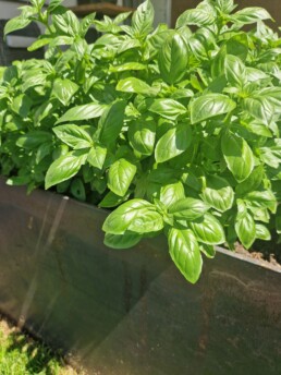 Garten Pflanzen