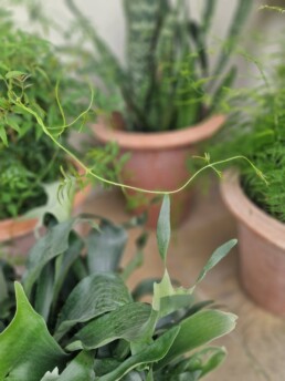 Garten Accessoires f&uuml;r Outdoor von STIL leben LUTTER
