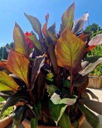 Garten Pflanzen
