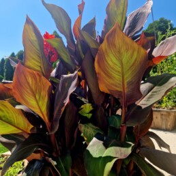 Garten Pflanzen