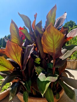 Garten Pflanzen